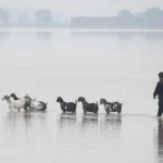 22 villages in Punjab's Multan district partially submerged under floodwaters