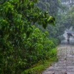 rainy pathway in lush green forest