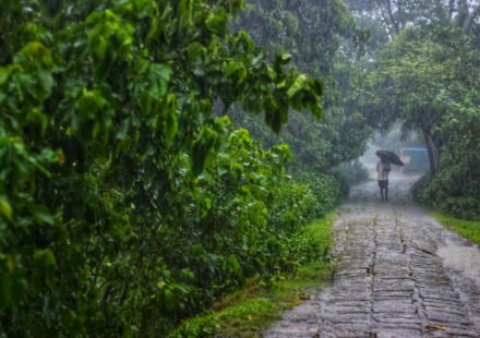 rainy pathway in lush green forest