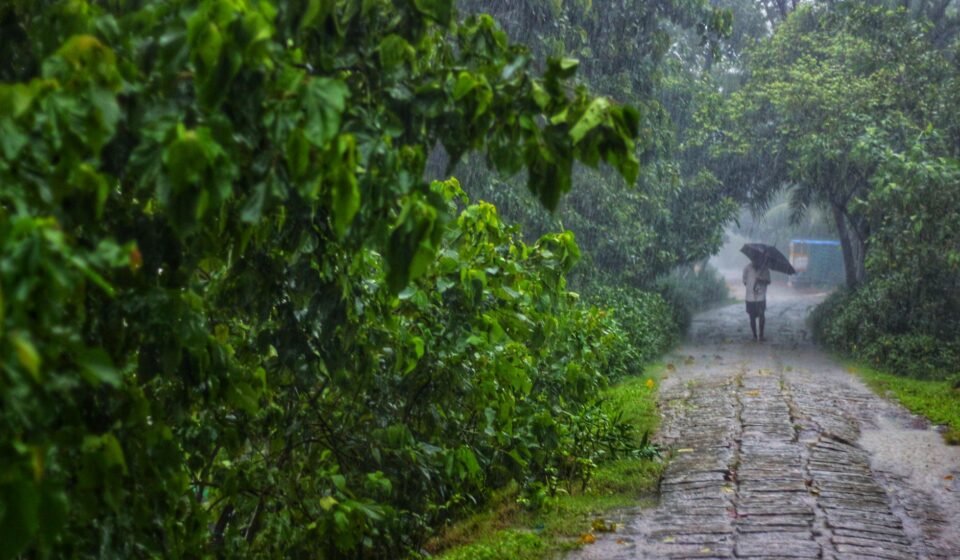 rainy pathway in lush green forest